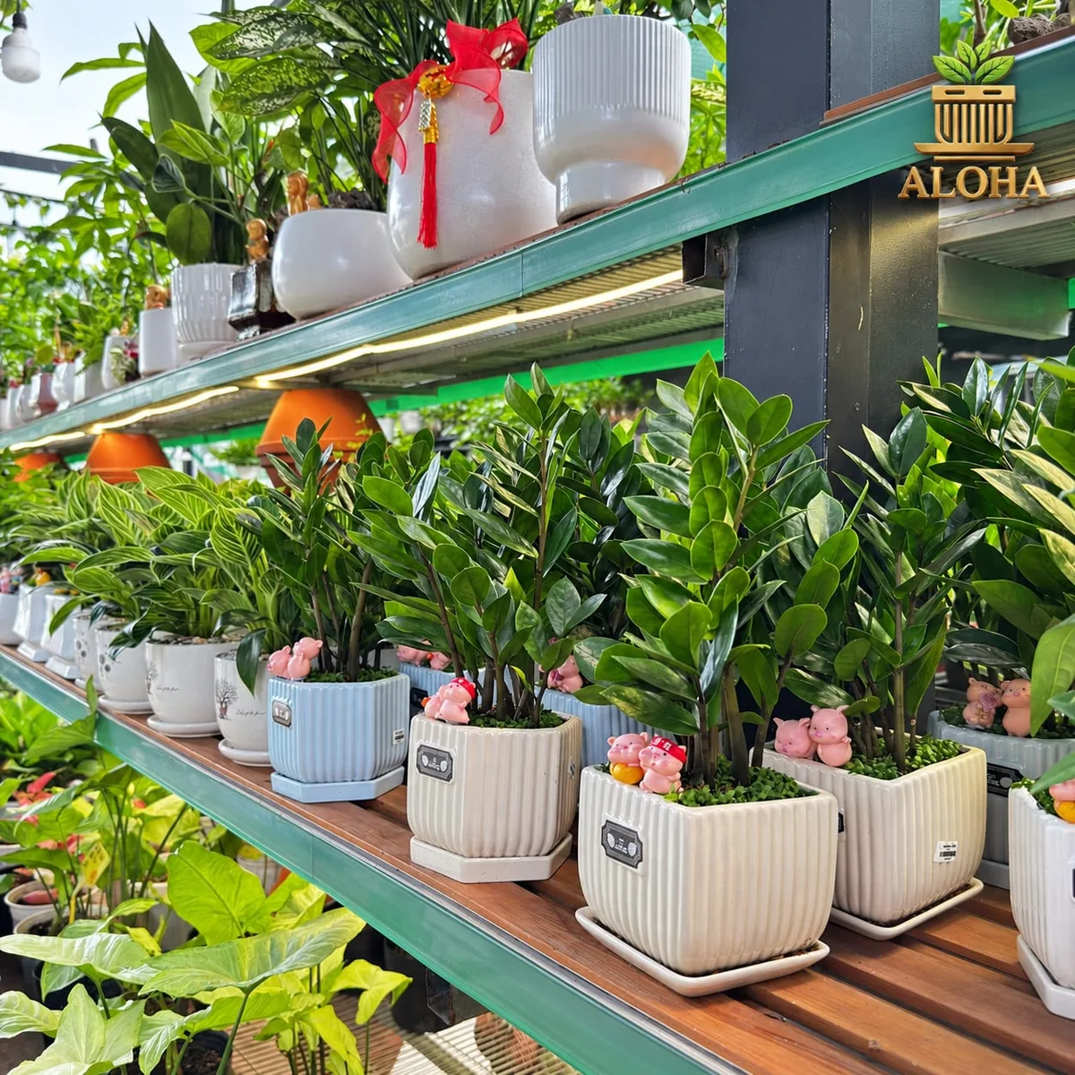Hàng chậu gốm & phụ kiện trồng cây