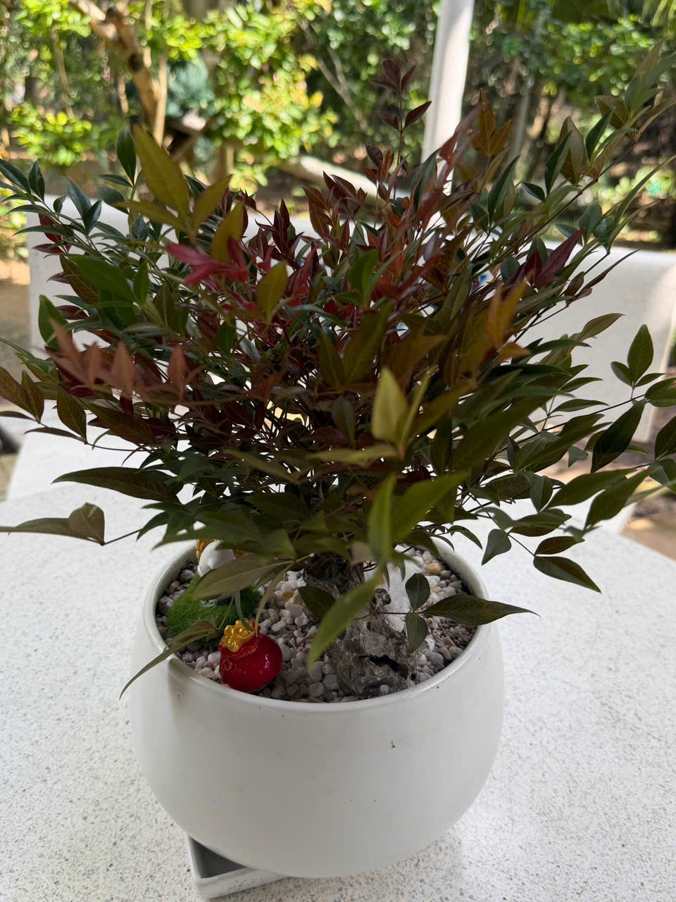 Ảnh minh họa sản phẩm Aloha