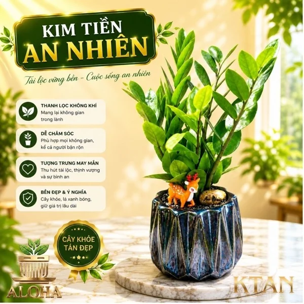 COMBO KIM TIỀN AN NHIÊN