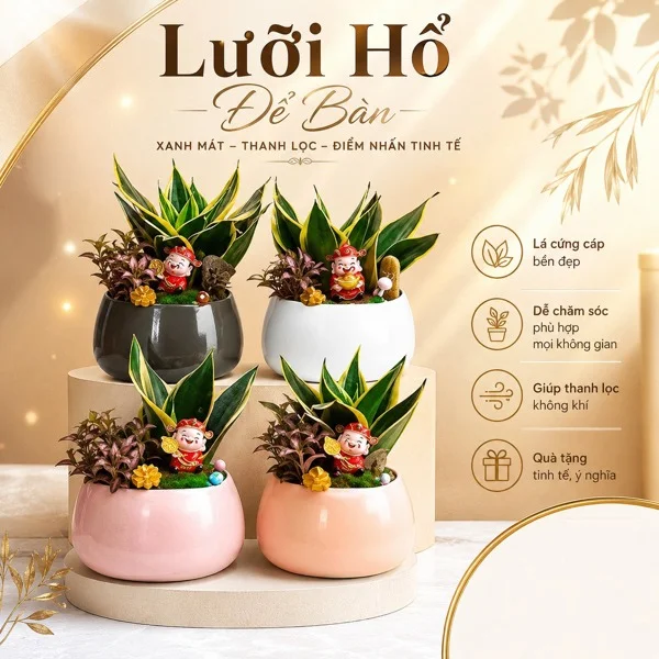 COMBO CHẬU CÂY CẢNH LƯỠI HỔ THẦN TÀI ĐỂ BÀN